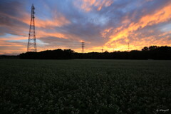 夕そば
