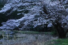 野桜２