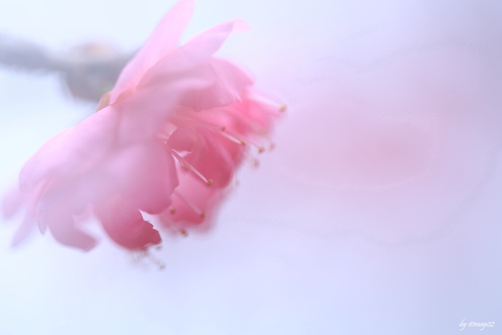 春色