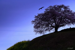 世々の桜