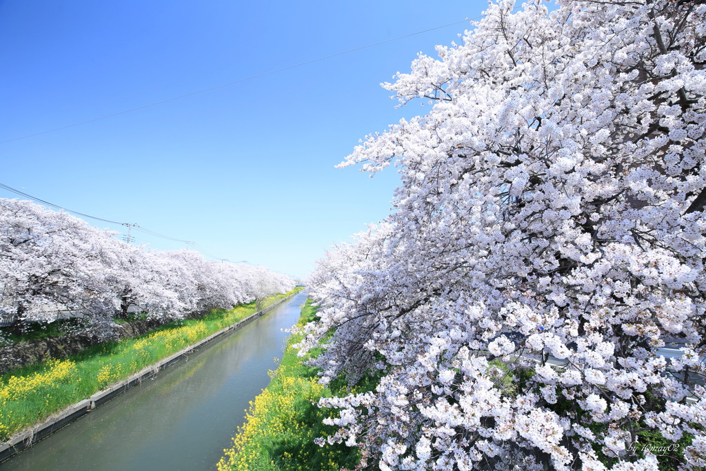 桜花絢爛