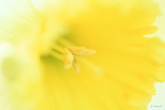 Narcissus