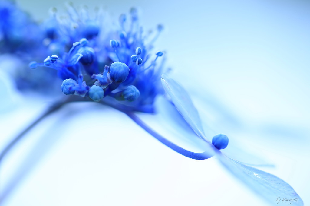 紫陽花