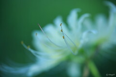 晩夏