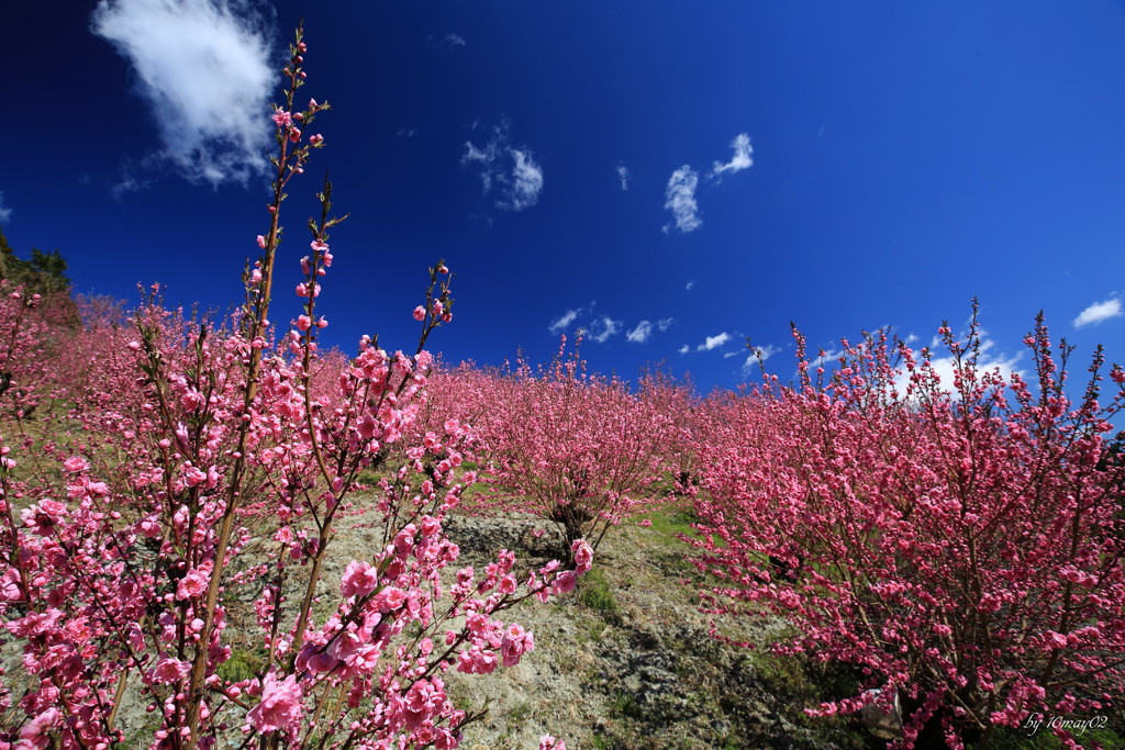 花桃の郷