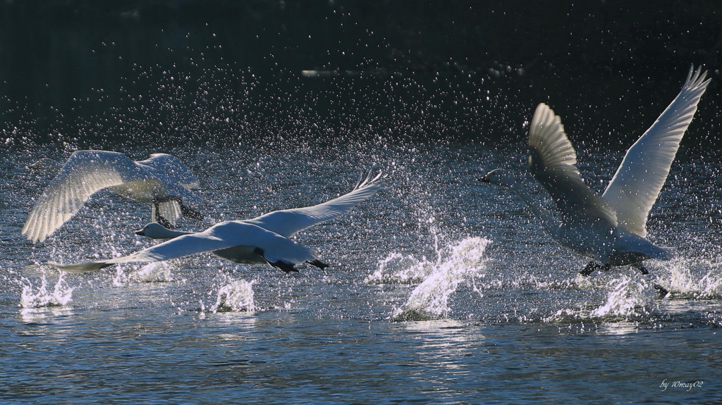 Splash