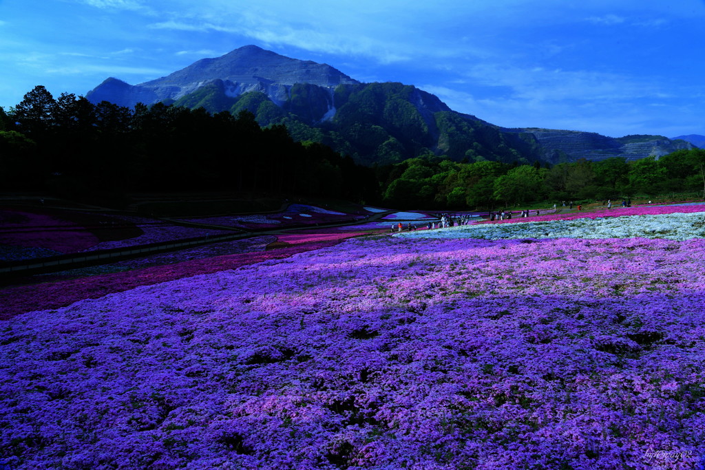 芝桜