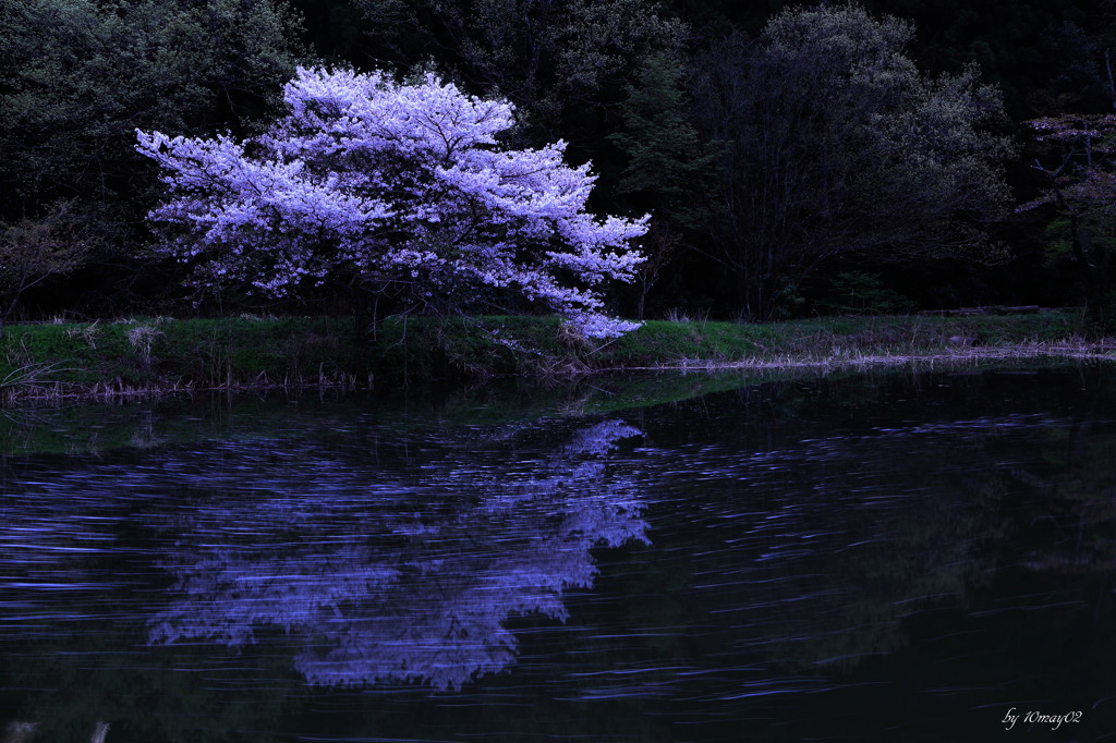 名残桜