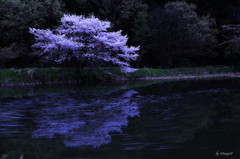 名残桜