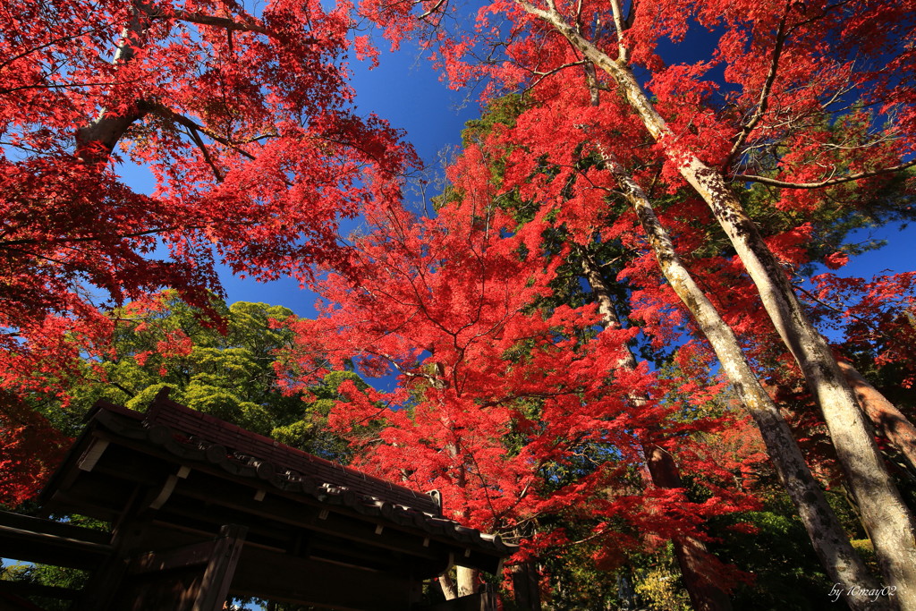 紅満開