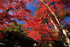紅満開