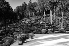 白砂青杉（ハクサセイサン）