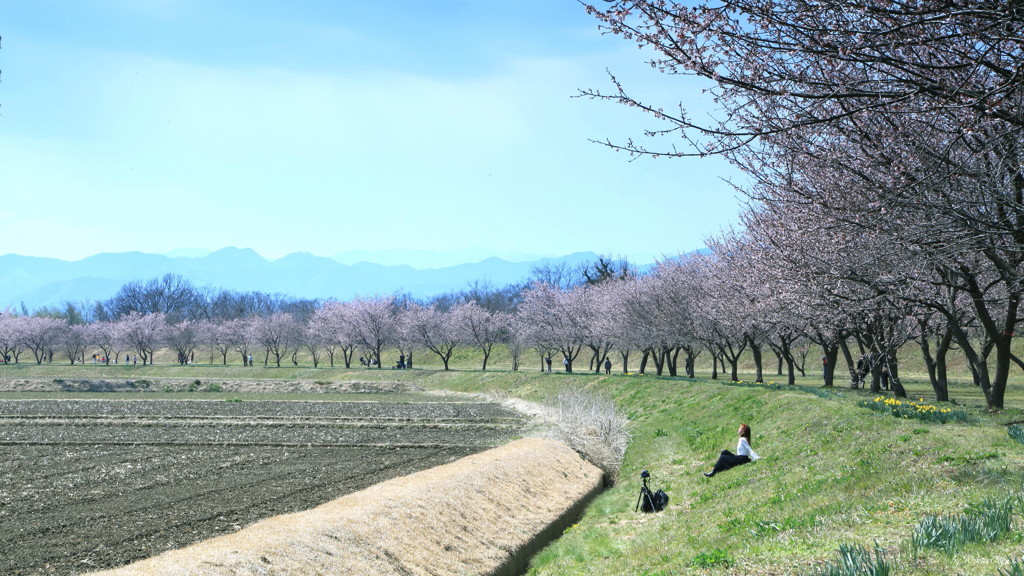 寒桜うららか
