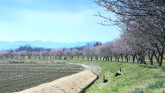 寒桜うららか