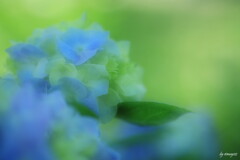 梅雨の彩