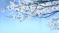 儚し桜