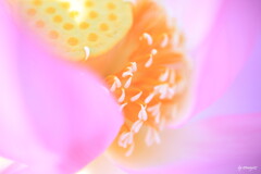 gradation