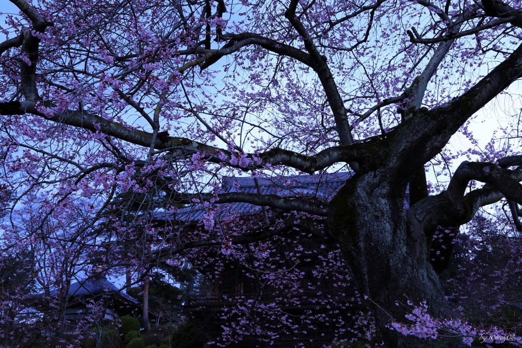 老桜