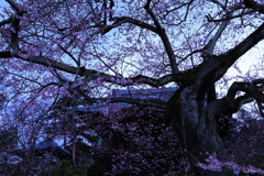 老桜