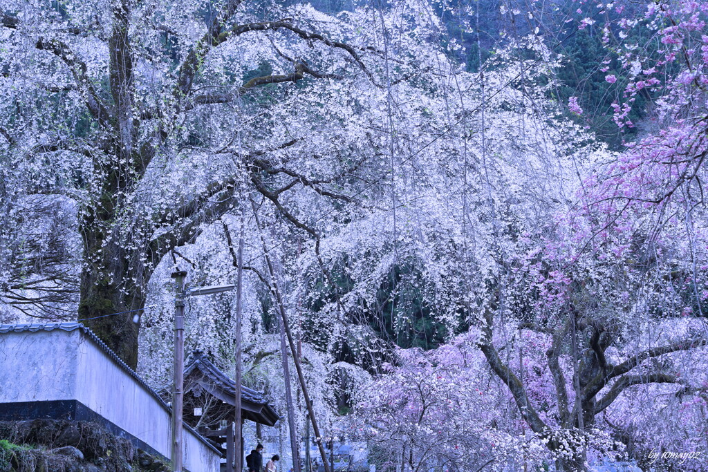 青雲寺