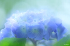 あぢさゐ
