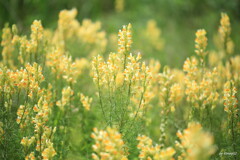 道端の雑草（ホソバウンラン）