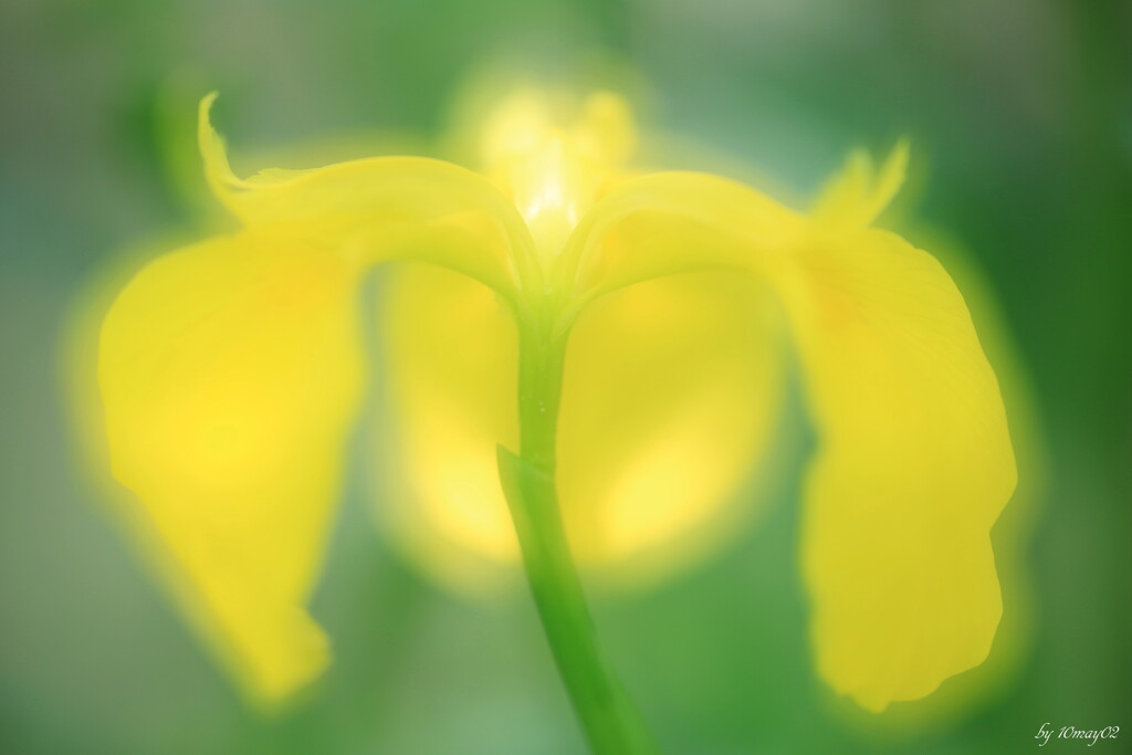 黄菖蒲