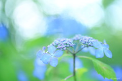 想