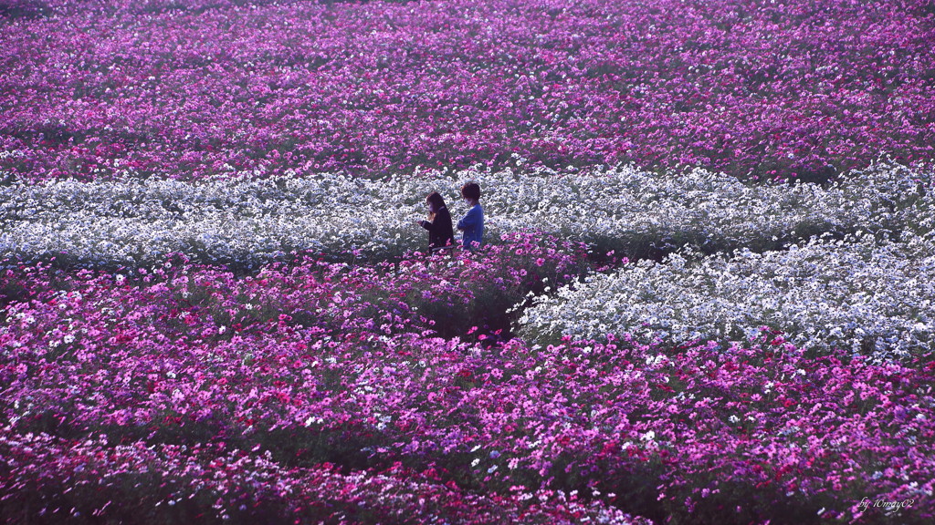 秋桜浪漫