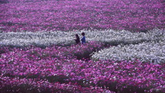 秋桜浪漫