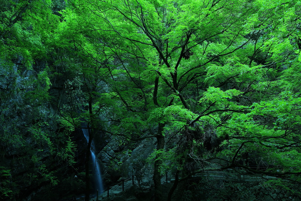 黒山新緑