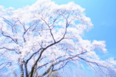 一本桜