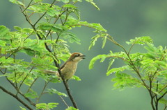 百舌鳥の高鳴き