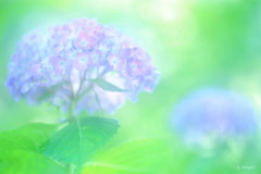 薄浅葱