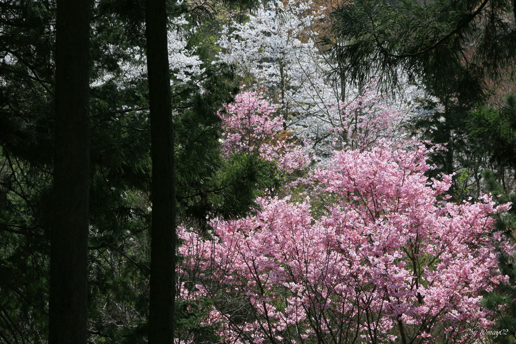 山桜