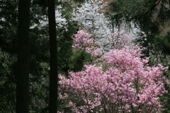 山桜