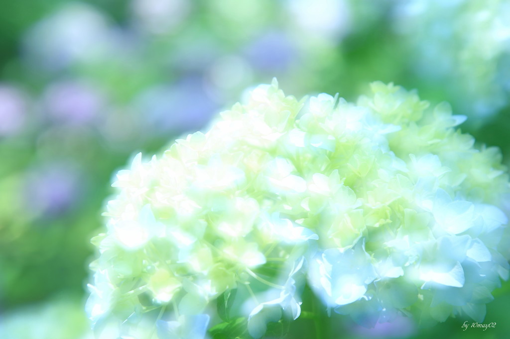 梅雨の彩