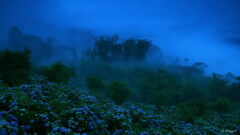 山紫陽花