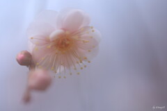 寒梅