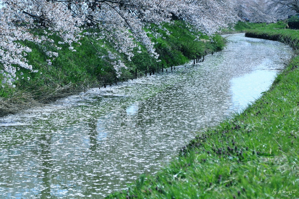 散桜