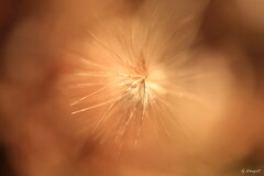 雑草のオブジェ２