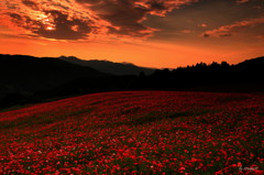 夕燃ゆる