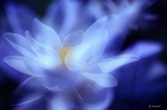 太古の花