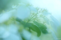 夏霞