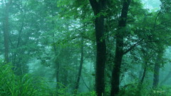 広葉樹林