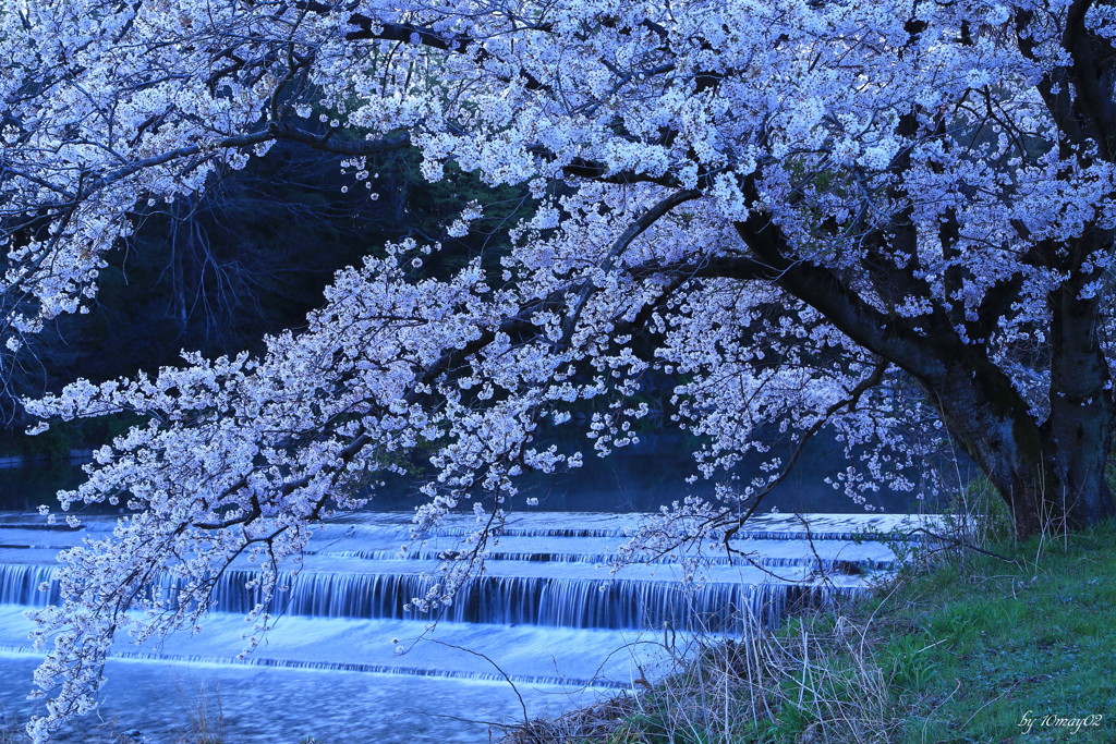 人知れず咲く桜