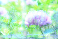 水苑