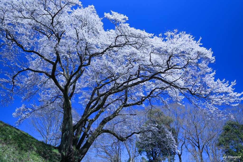 鉢形城址・氏邦桜２