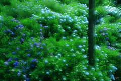 山紫陽花