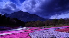 芝桜の丘